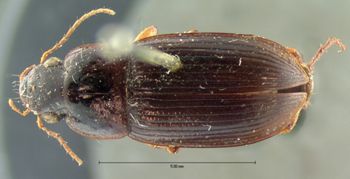 Media type: image;   Entomology 5922 Aspect: habitus dorsal view